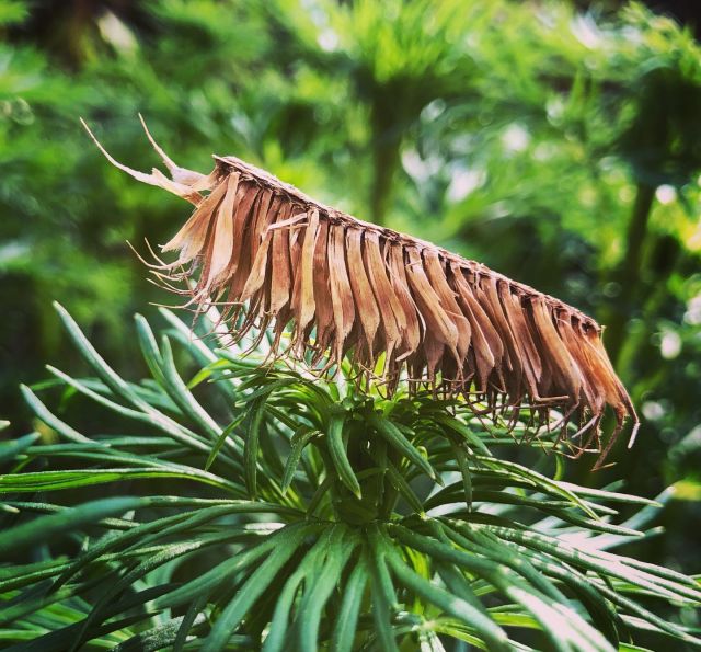 This is Pete. I found him in the woods. He’s a wonderful insect, but not real. Imagine what kind of sounds he would produce.